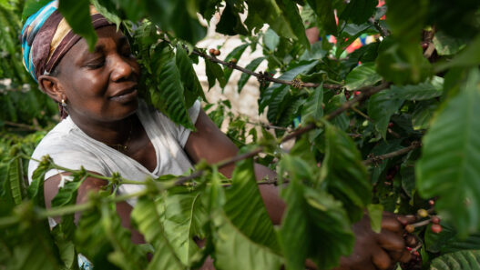 ghana coffee asili field 2