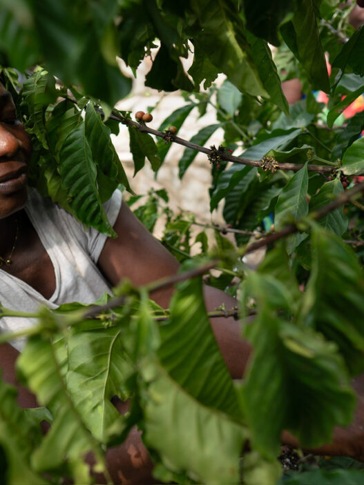 ghana coffee asili field 2