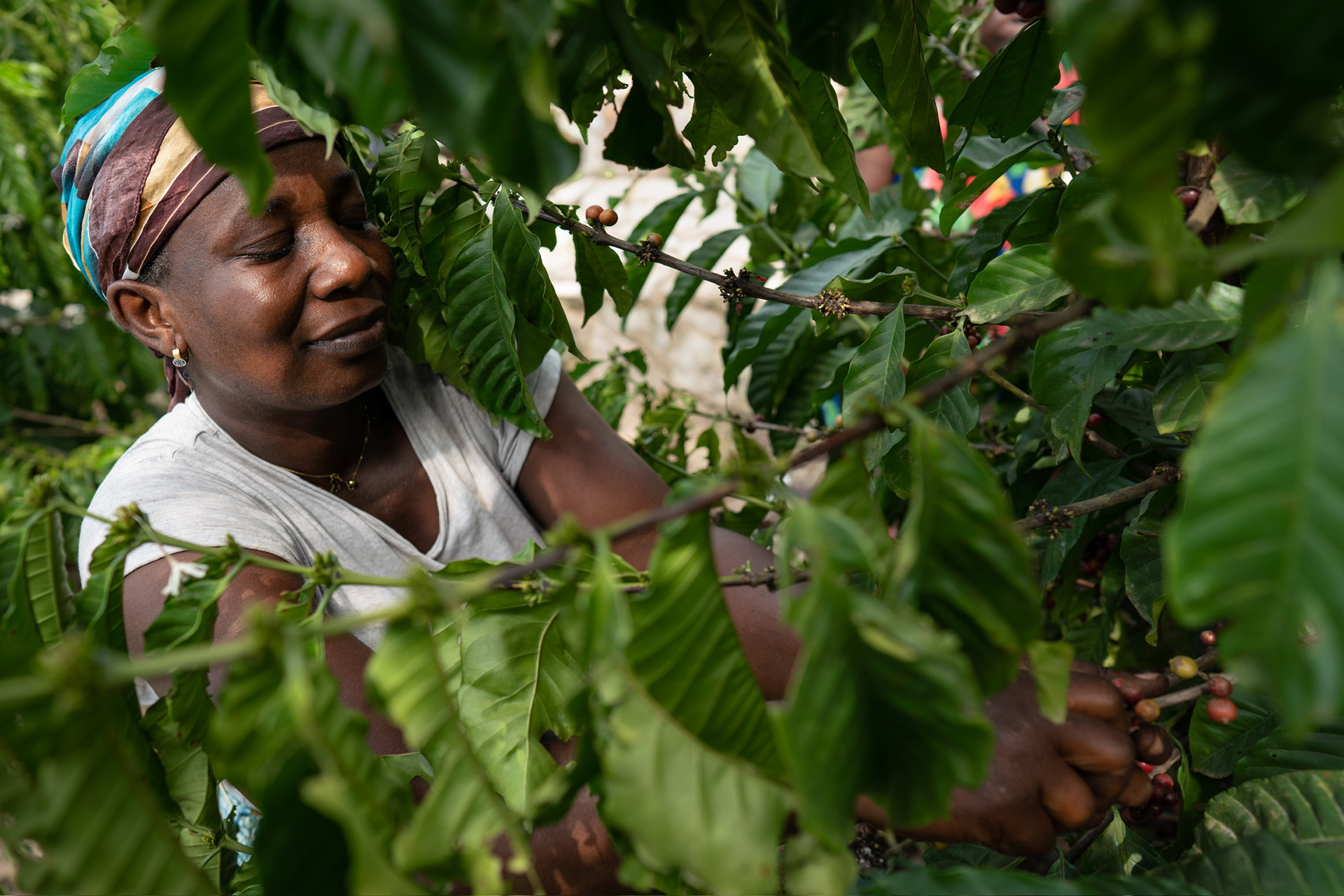 Exploring The Future Of Coffee In Ghana On Sprudge Special Projects