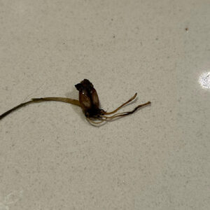 reddit sprouting coffee