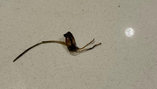 reddit sprouting coffee