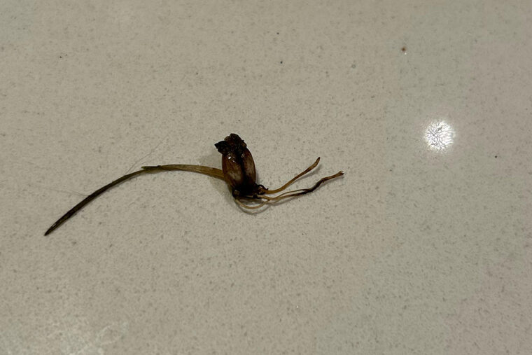 reddit sprouting coffee