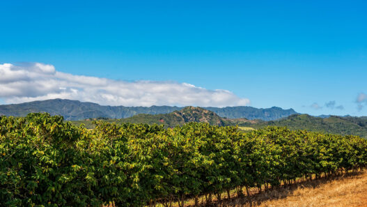 kauai coffee company