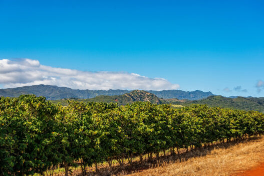 kauai coffee company