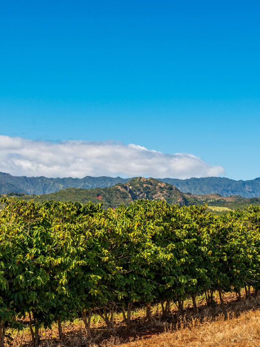 kauai coffee company