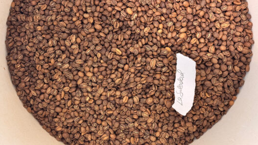 norange copenhagen roaster benjamin sand14