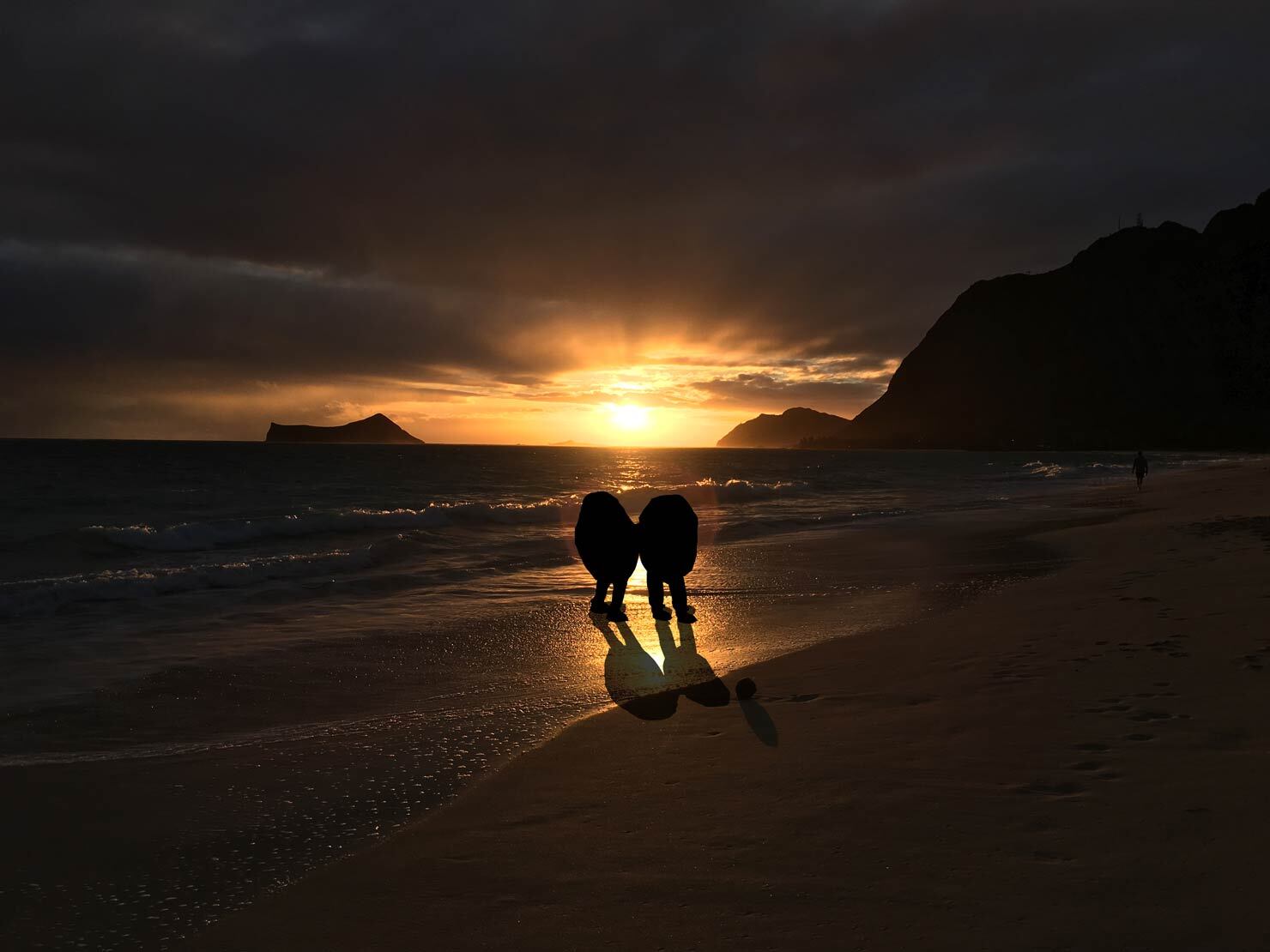 buzzy and spesh sunrise