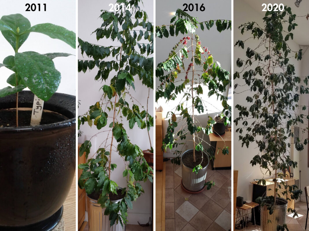 coffee houseplant interview larry berger 06