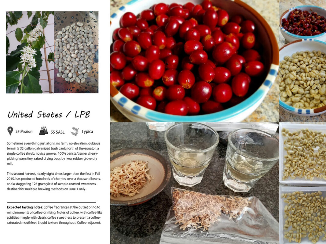 coffee houseplant interview larry berger 07