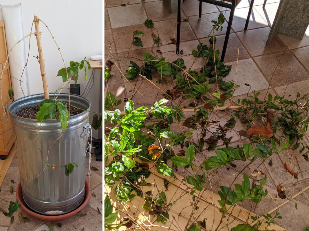 coffee houseplant interview larry berger 08