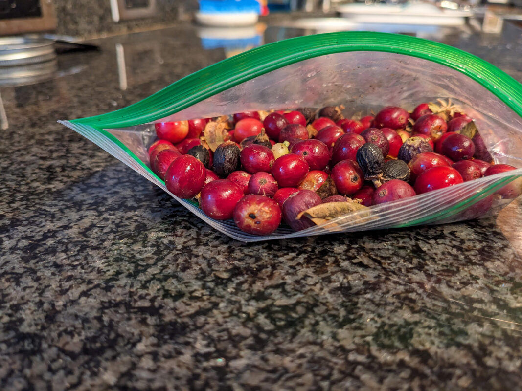 coffee houseplant interview larry berger 12