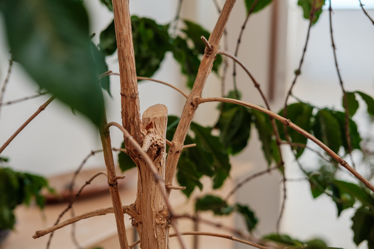 Houseplant Interview with Larry Berger Jenn Chen 01