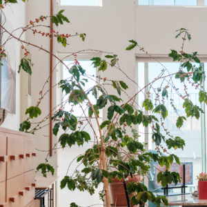 coffee houseplant interview larry berger jenn chen 03