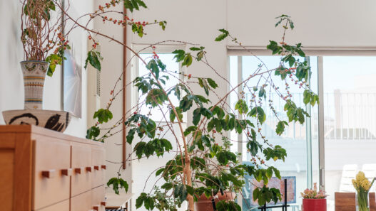 coffee houseplant interview larry berger jenn chen 03