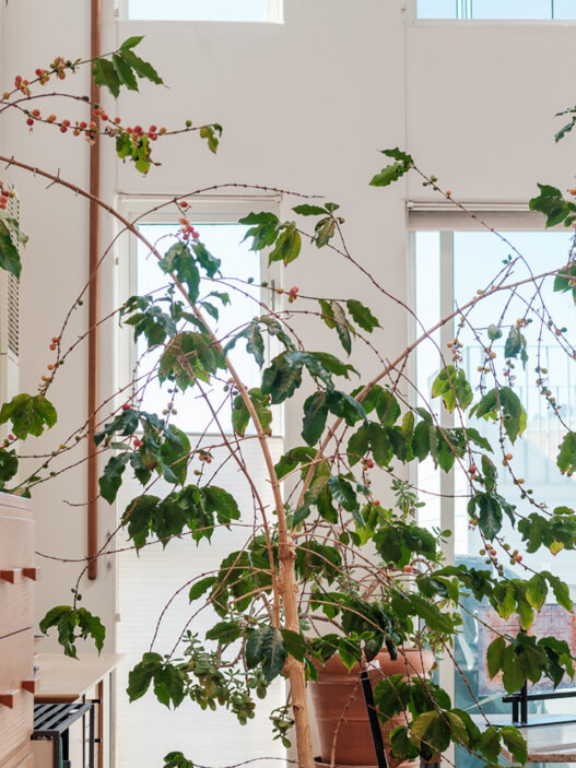 coffee houseplant interview larry berger jenn chen 03