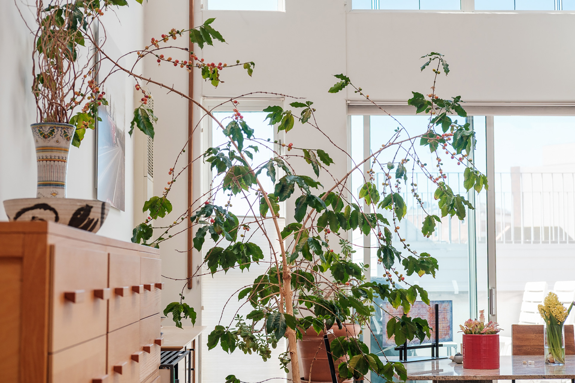 A Coffee Plant Grows In San Francisco