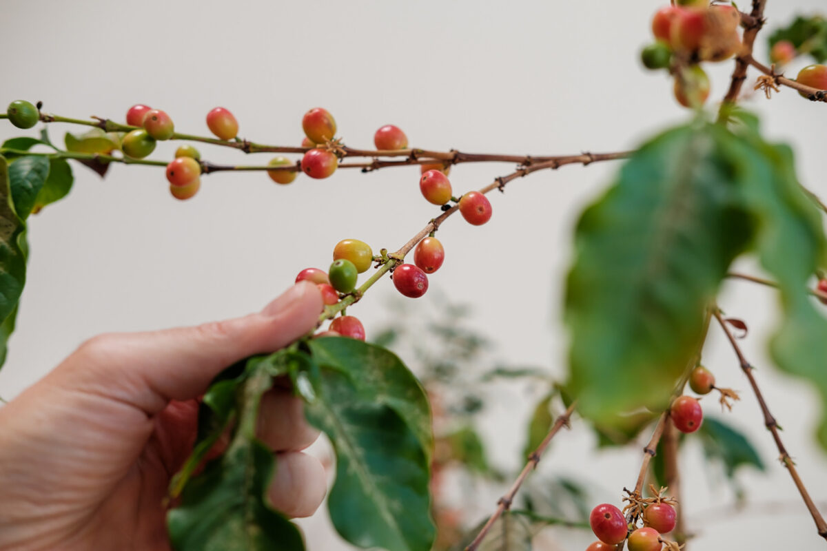 Potted Coffee Plant Interview Larry Berger Jenn Chen 04