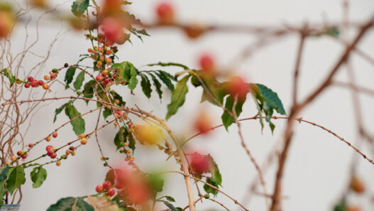 coffee houseplant interview larry berger jenn chen 05