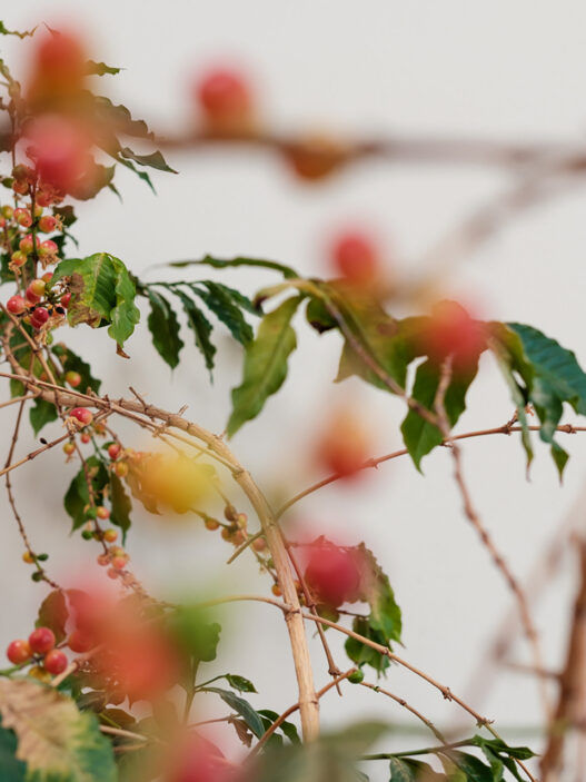 coffee houseplant interview larry berger jenn chen 05