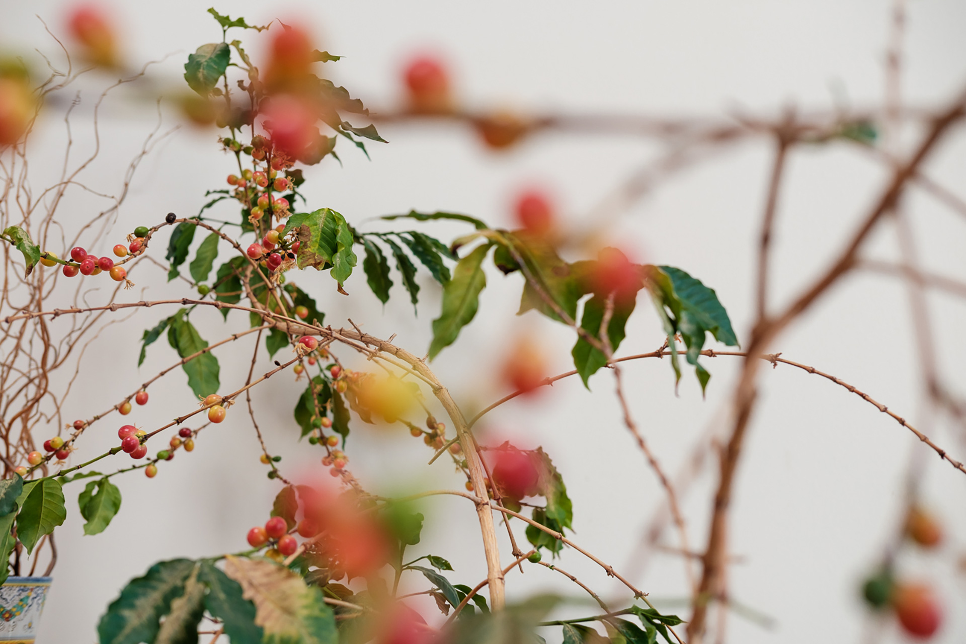 So You Want To Grow A Coffee Shrub: 5 Tips To Help Your Arabica Houseplant Flower | Sprudge Coffee
