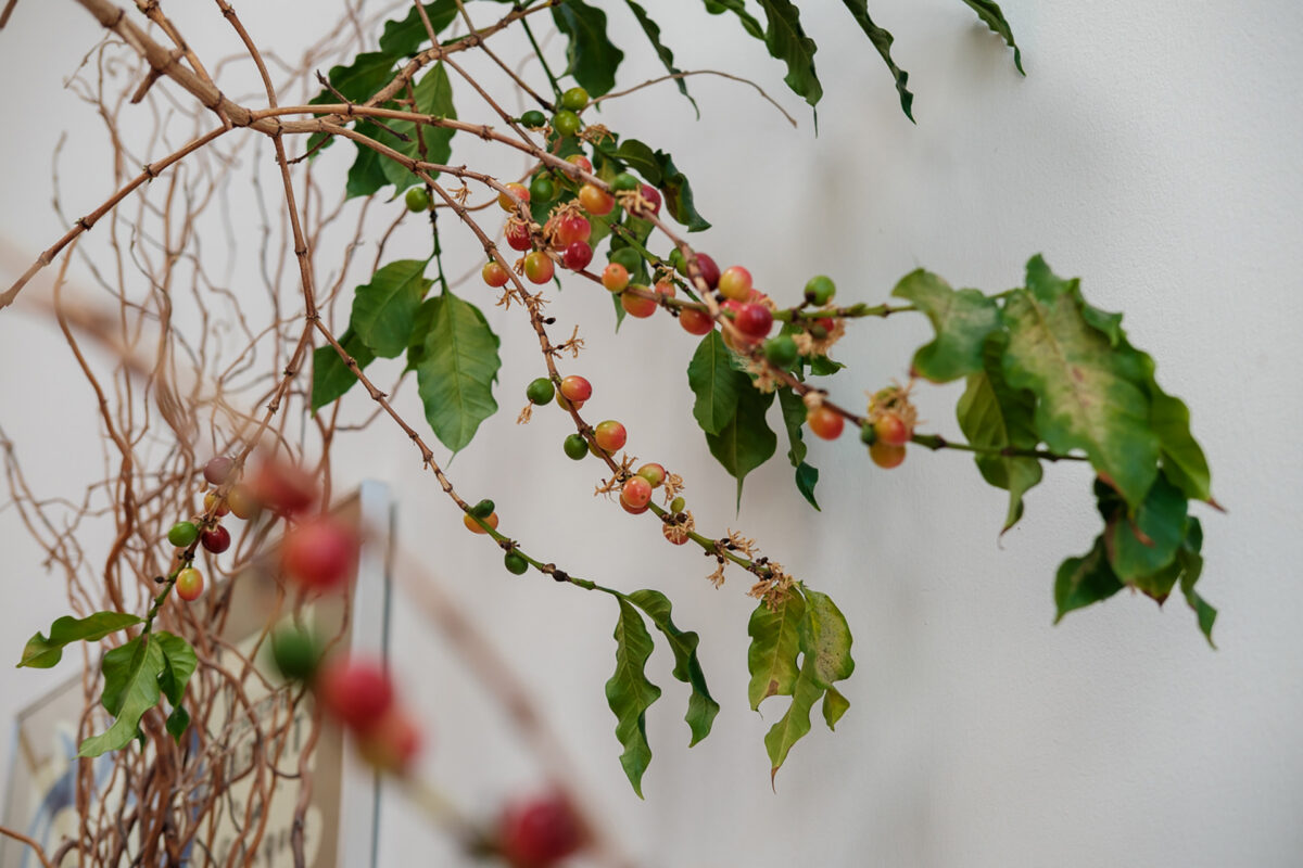 coffee houseplant interview larry berger jenn chen 10