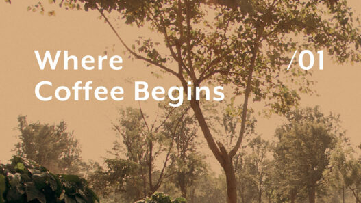 coffee facts lm