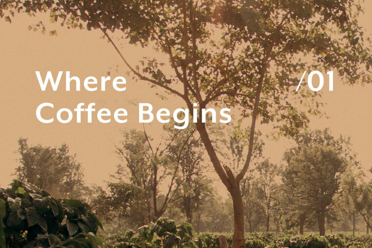 coffee facts lm