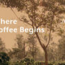 coffee facts lm