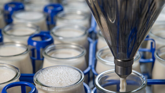 production of yogurt in a farm, homemade cow's milk yoghurt