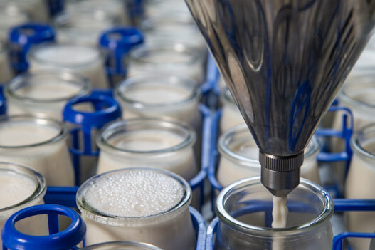 production of yogurt in a farm, homemade cow's milk yoghurt