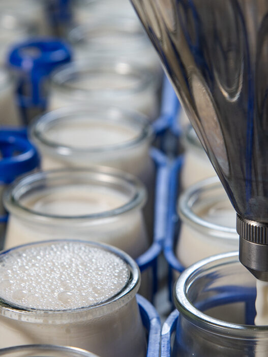 production of yogurt in a farm, homemade cow's milk yoghurt